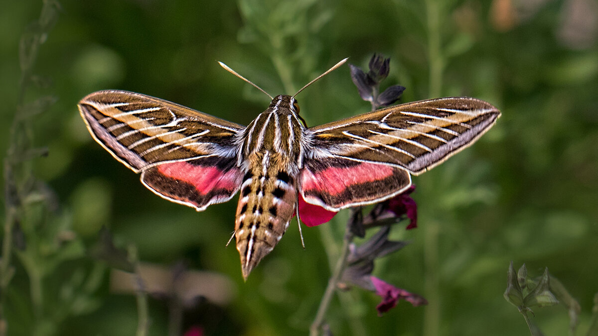 White-lined sphynx moth.jpg