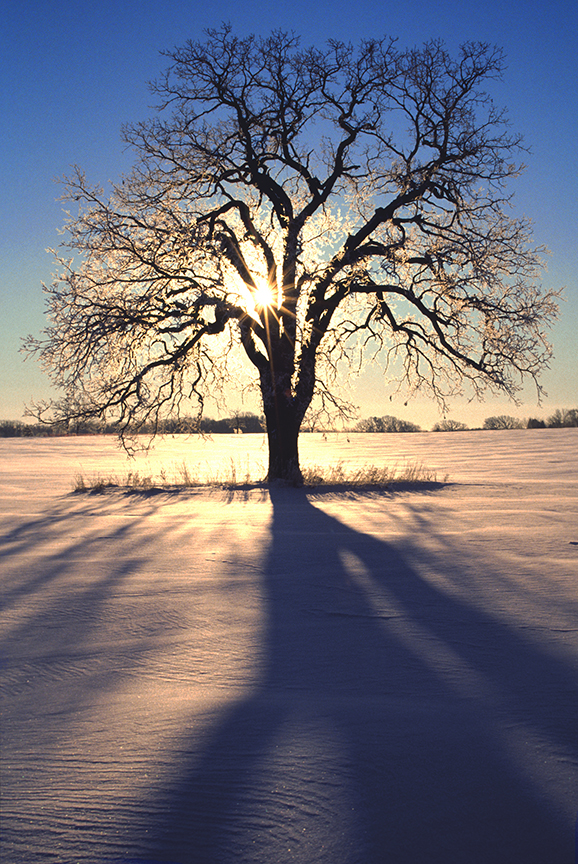 white oak.jpg