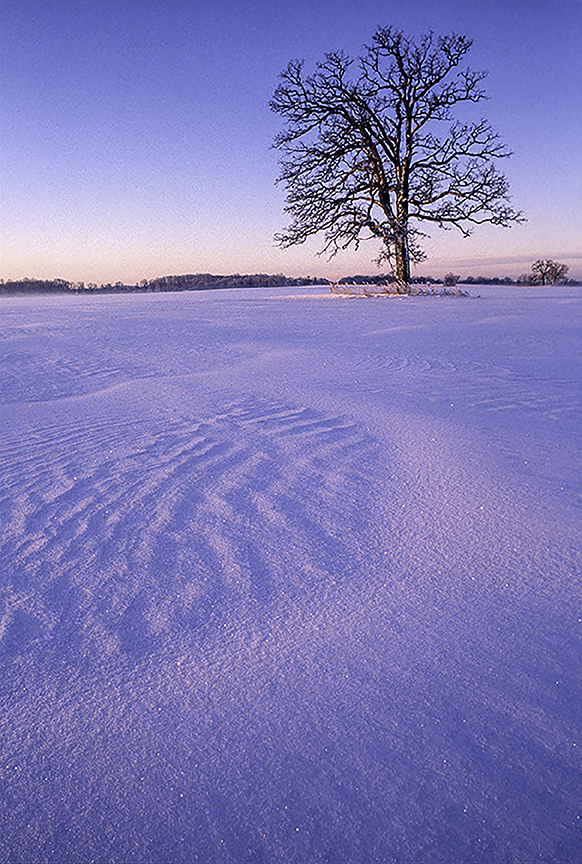 White Oak.jpg