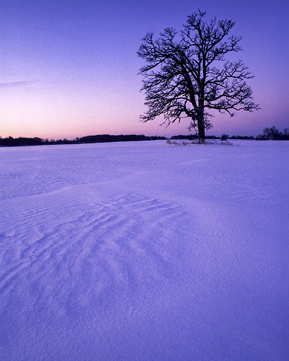 white oak.jpg