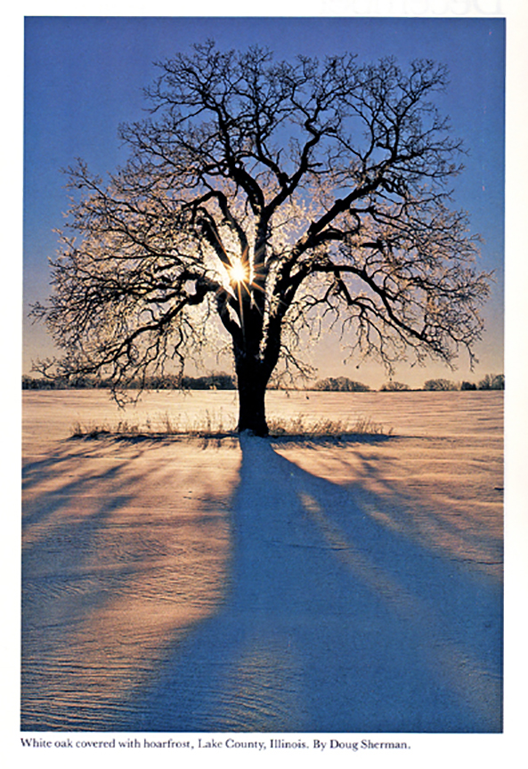 white oak sirra club.jpg