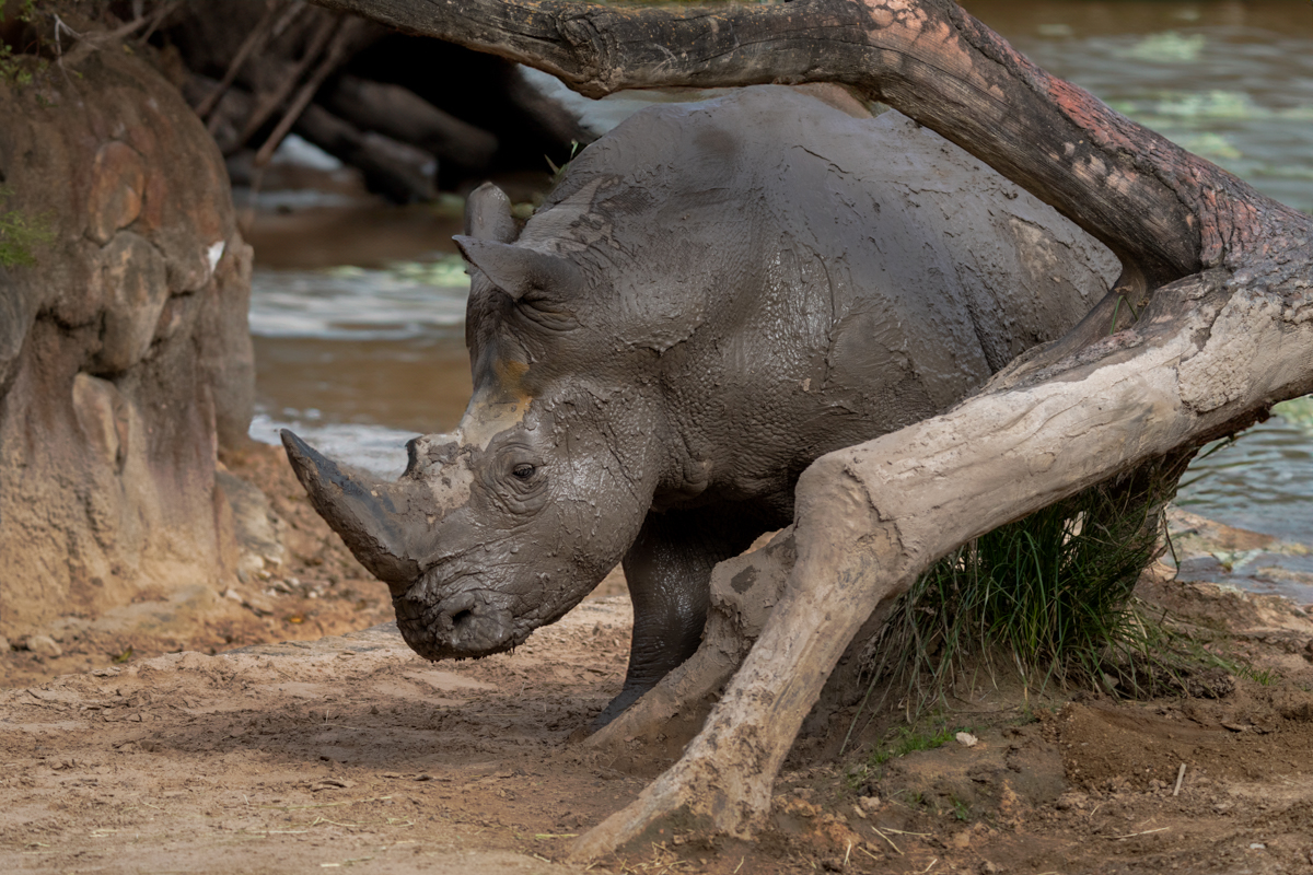 White rhinoceros-05226-Edit.jpg