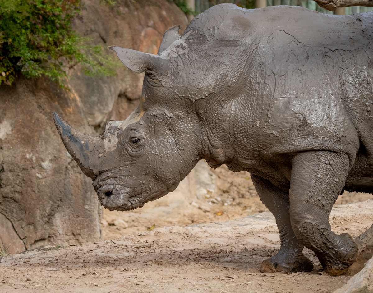 White rhinoceros-05246.jpg