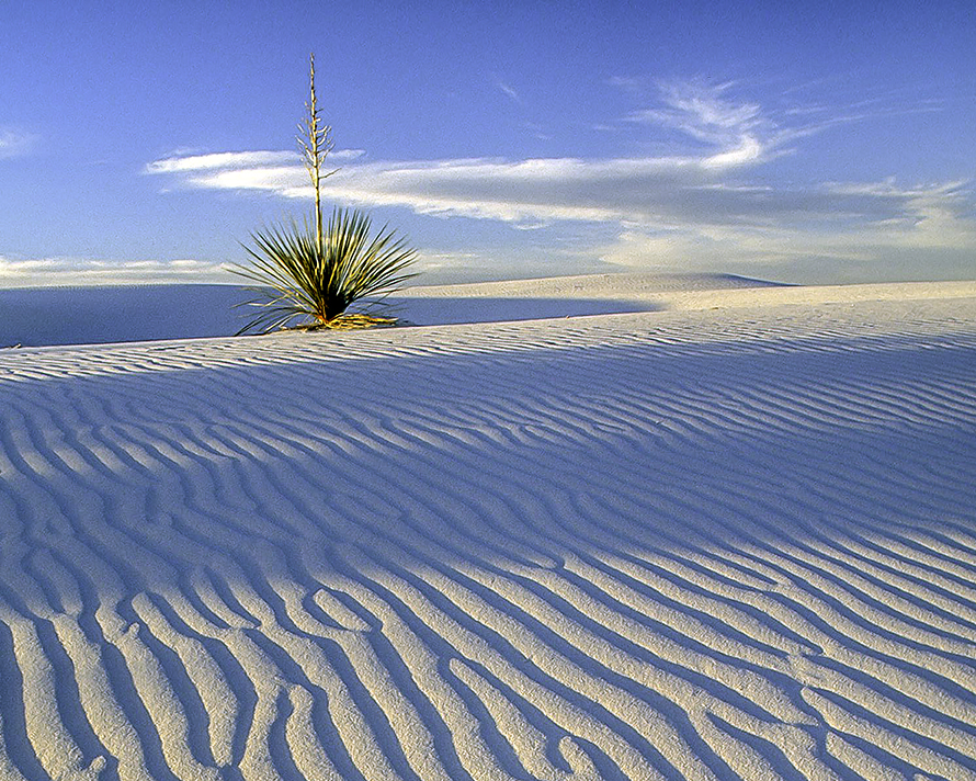White Sands Yucca III.jpg