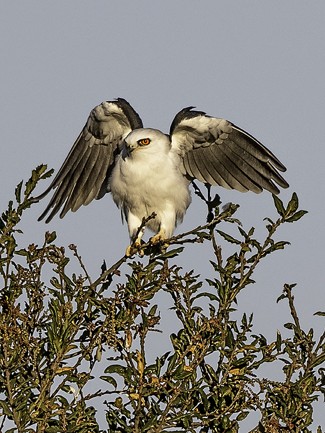 White-tailed Kite II.jpg