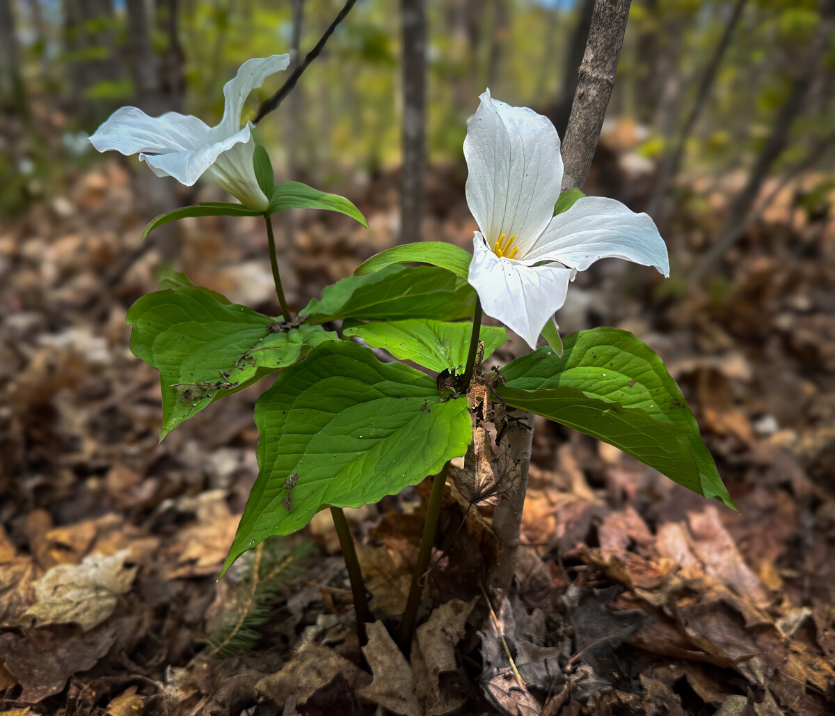 White trillium.jpg