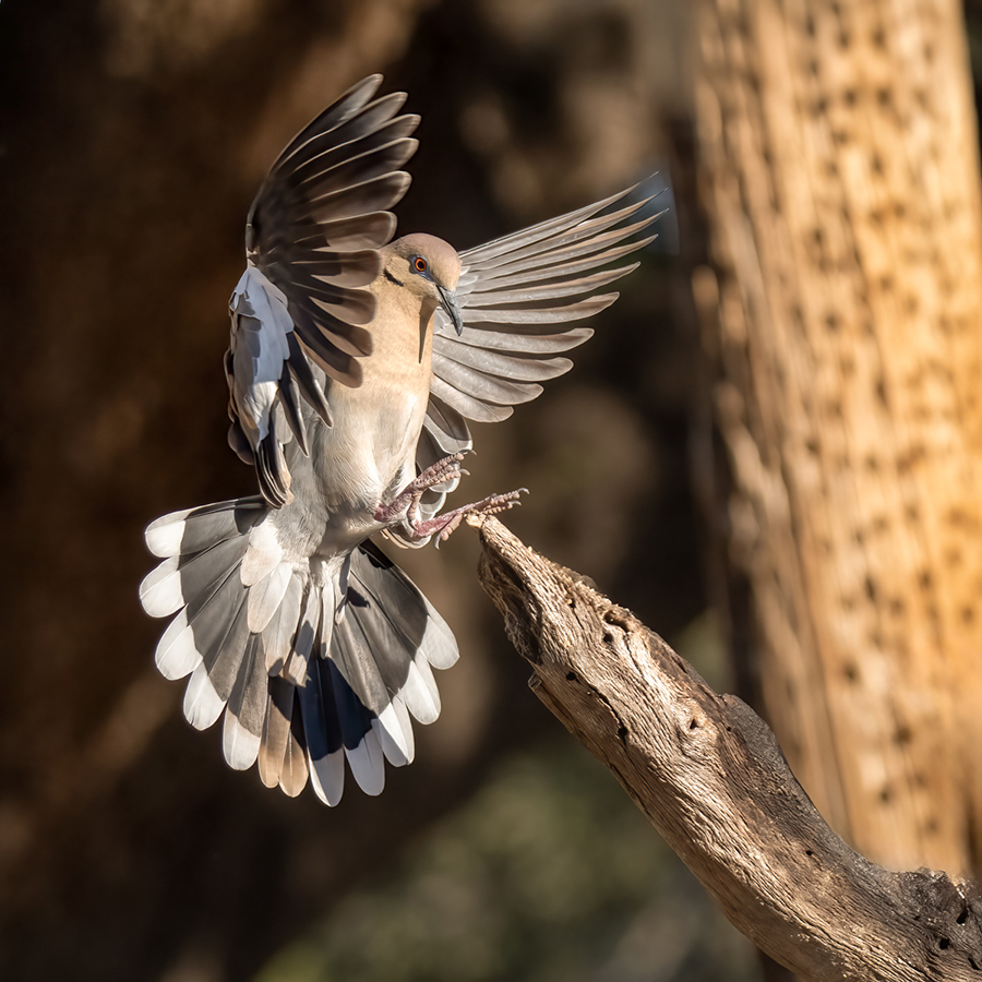 white winged dove  900x900.jpg