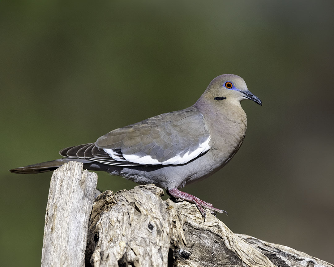 White-winged Dove II.jpg