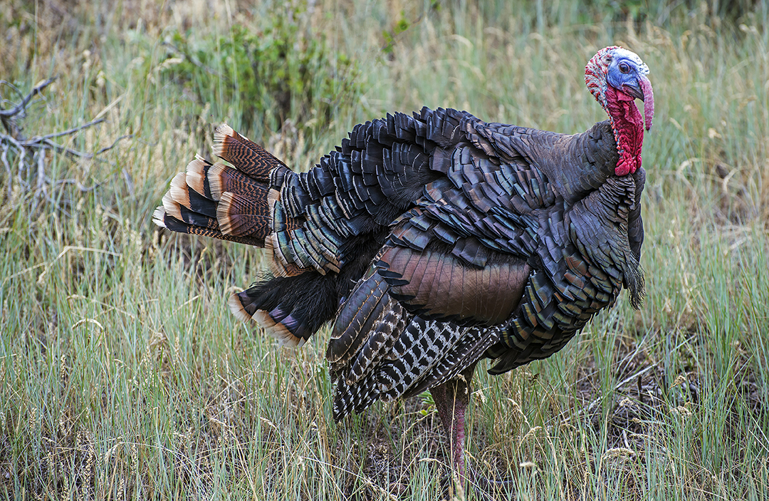 Wild Turkey.jpg