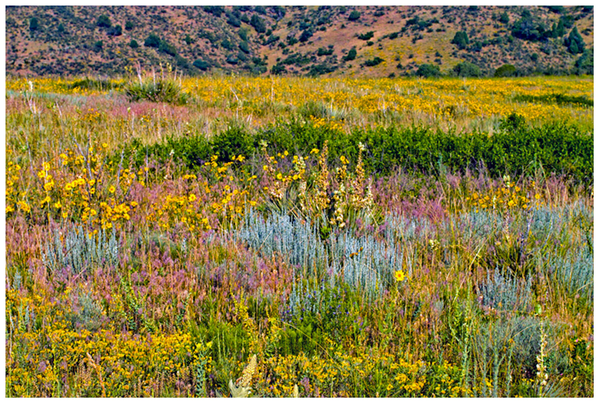 wildflowers.jpg