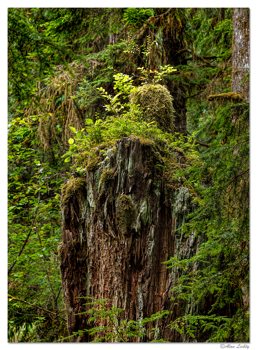 WillabyCreekTrail4.jpg