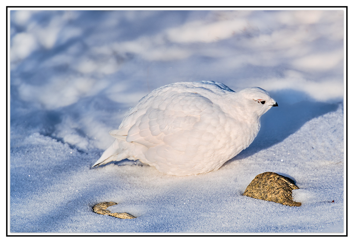 Willow ptarmigan  1.jpg