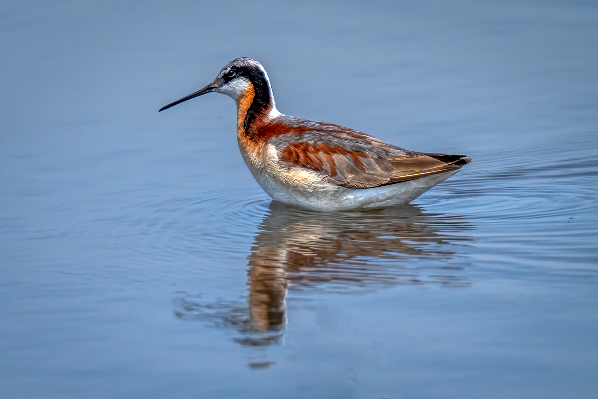 Wilson's phalarope - female FW.png
