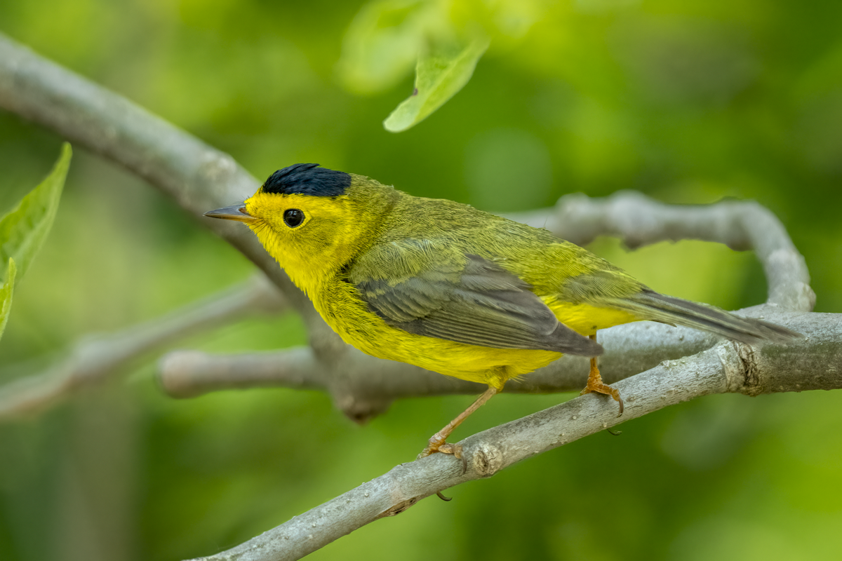 Wilson's warbler-09006-Edit.png