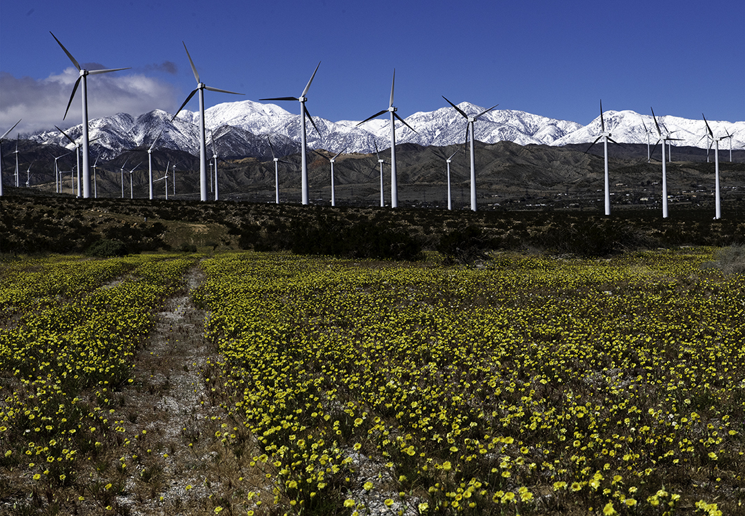 Wind Turbnes, Palm Springs, CA.jpg