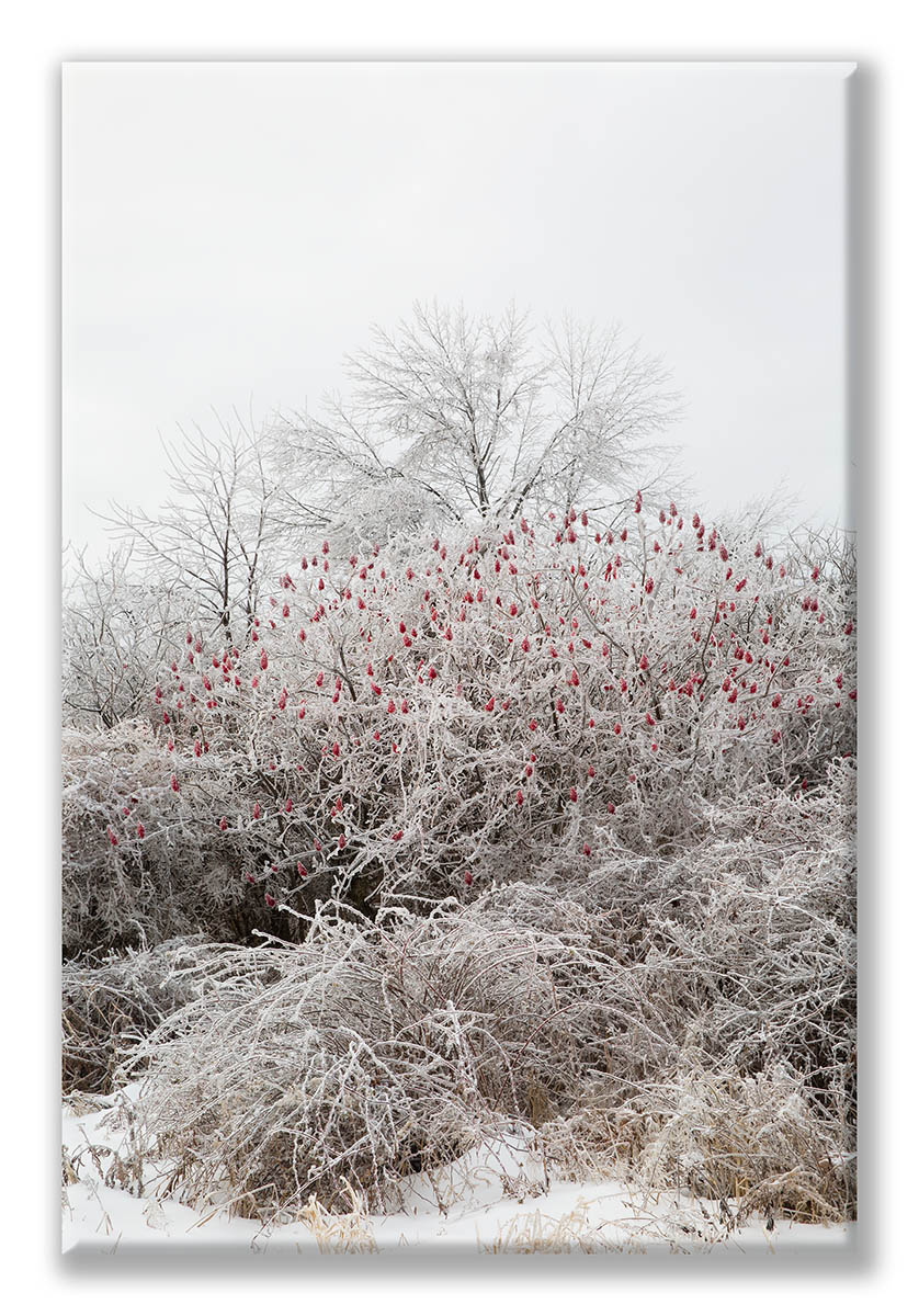 Winter 17 LF-36 Iced Trees Red Sumac Display.jpg