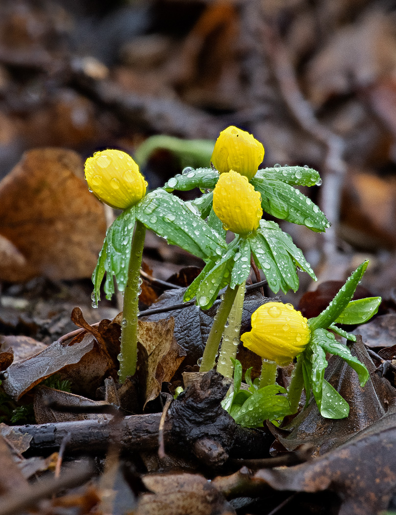 Winter Aconite close up.jpg