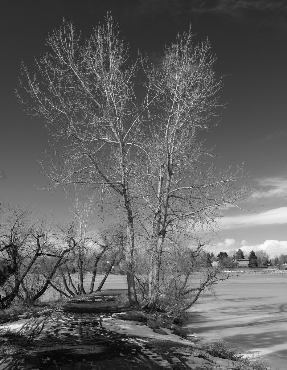 Winter Cotttonwoods.jpg