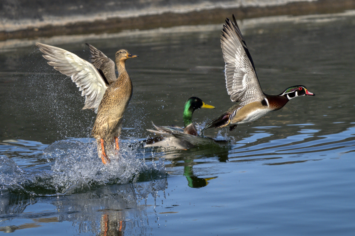 Wood Duck-08628-5.jpg