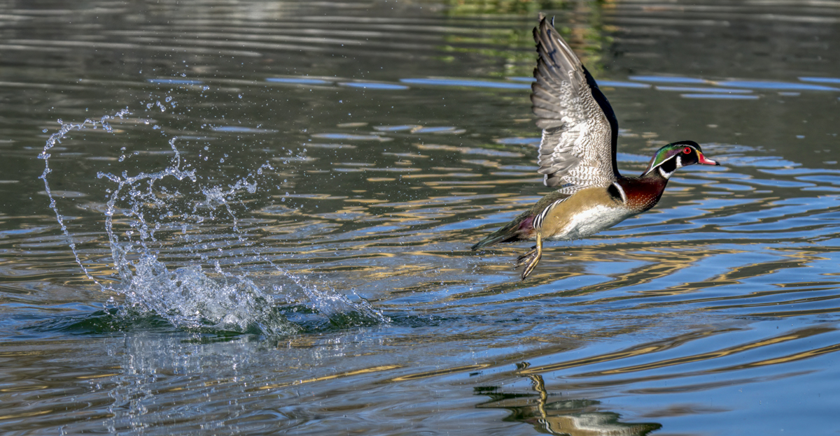 Wood Duck 1.jpg