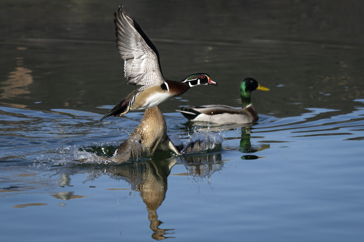 Wood Duck 3.jpg