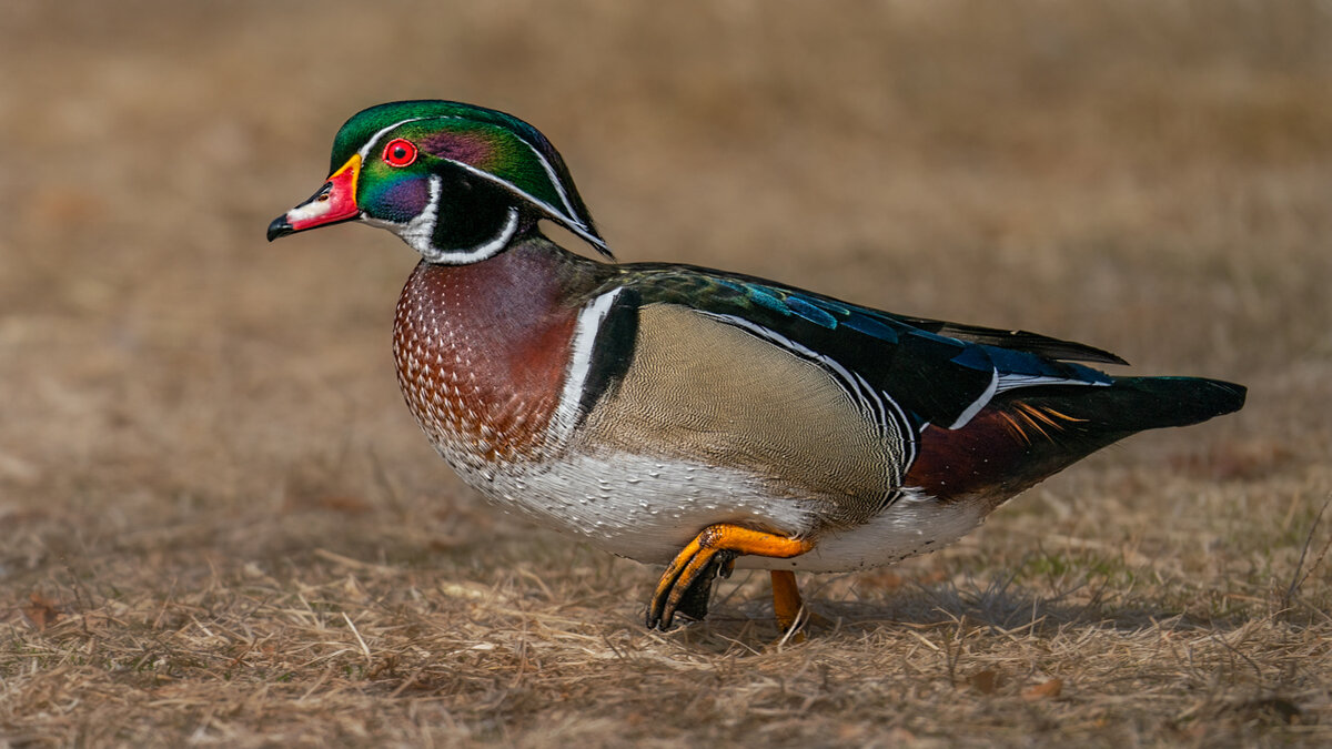 Wood duck-5285-Edit.jpg