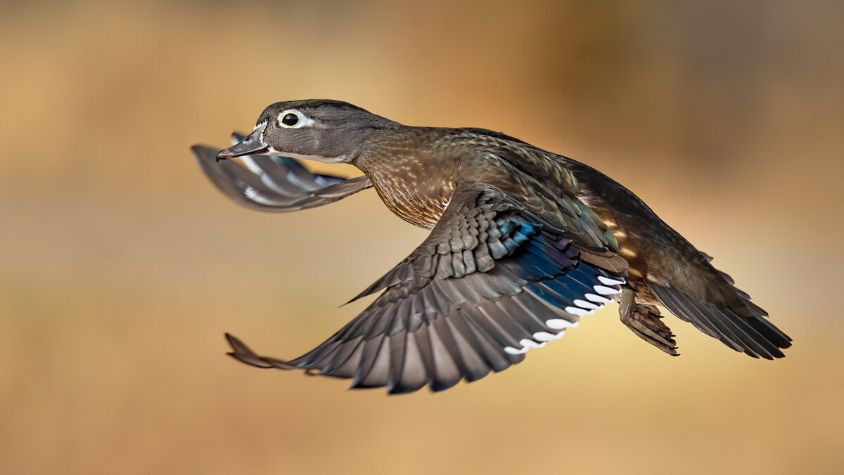 Wood duck-6446-Edit-2.jpg