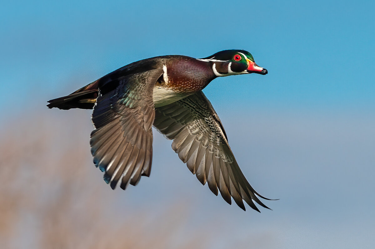 Wood duck-6540-Edit.jpg
