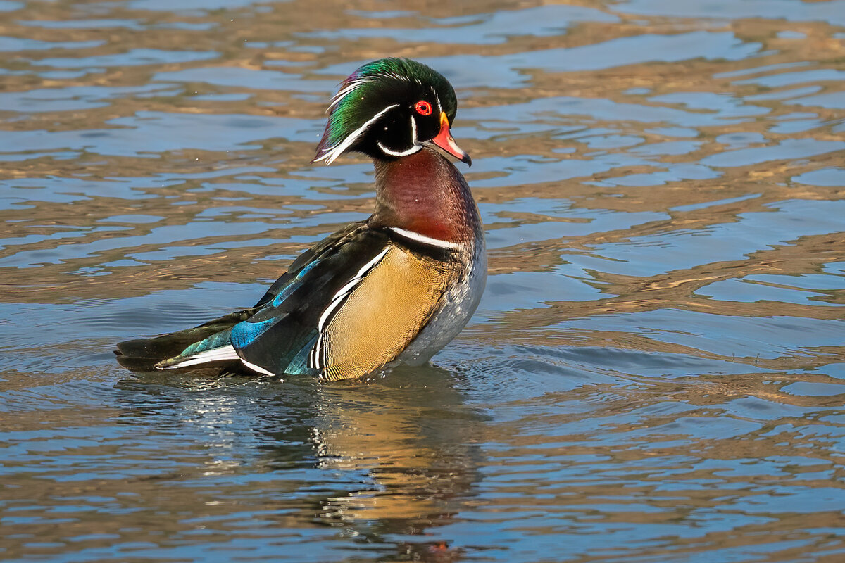 Wood duck-8398-Edit.jpg