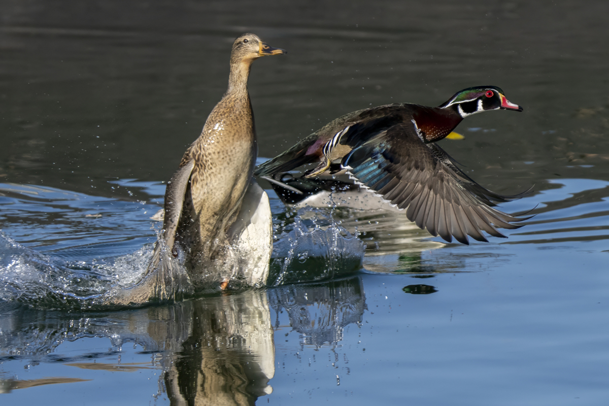 Wood Duck and Mallard 4.jpg