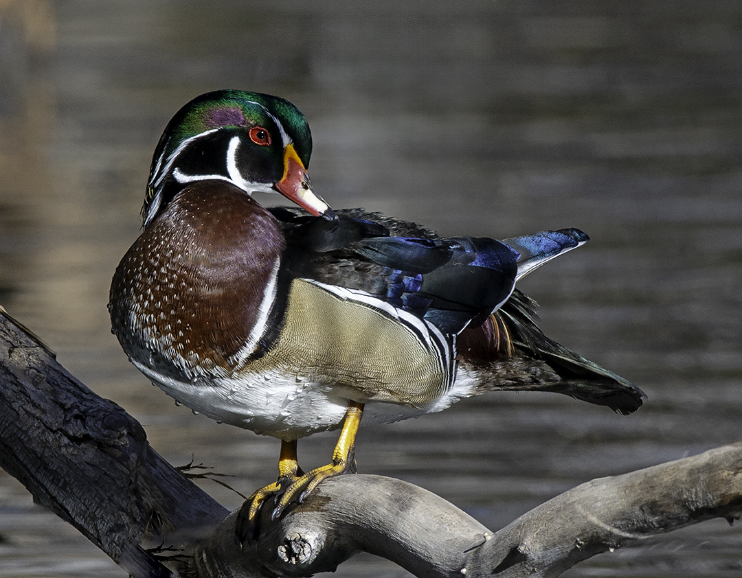wood duck at lo lo mai.jpg