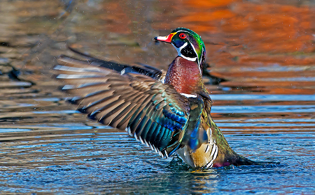 Wood Duck flapping II.jpg