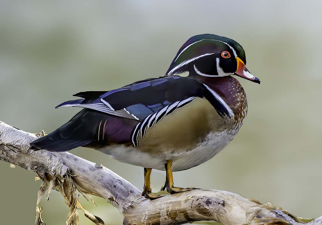 Wood Duck on Shaggy Tree-Edit.jpg