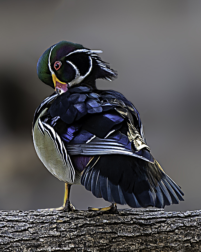 Wood Duck Preening.jpg