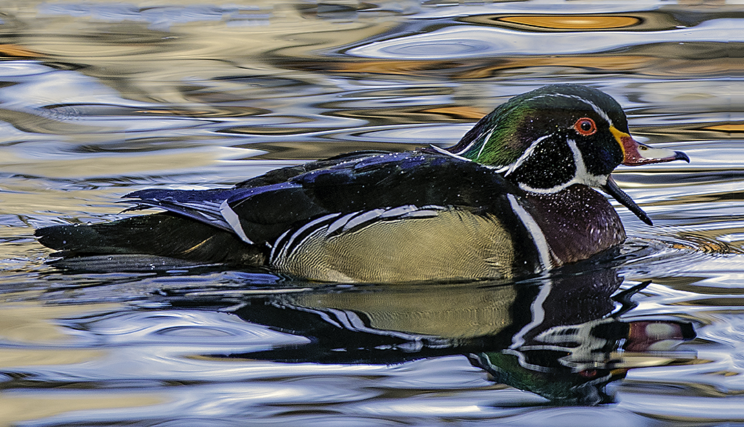 Wood duck squaking.-Edit-Edit.jpg