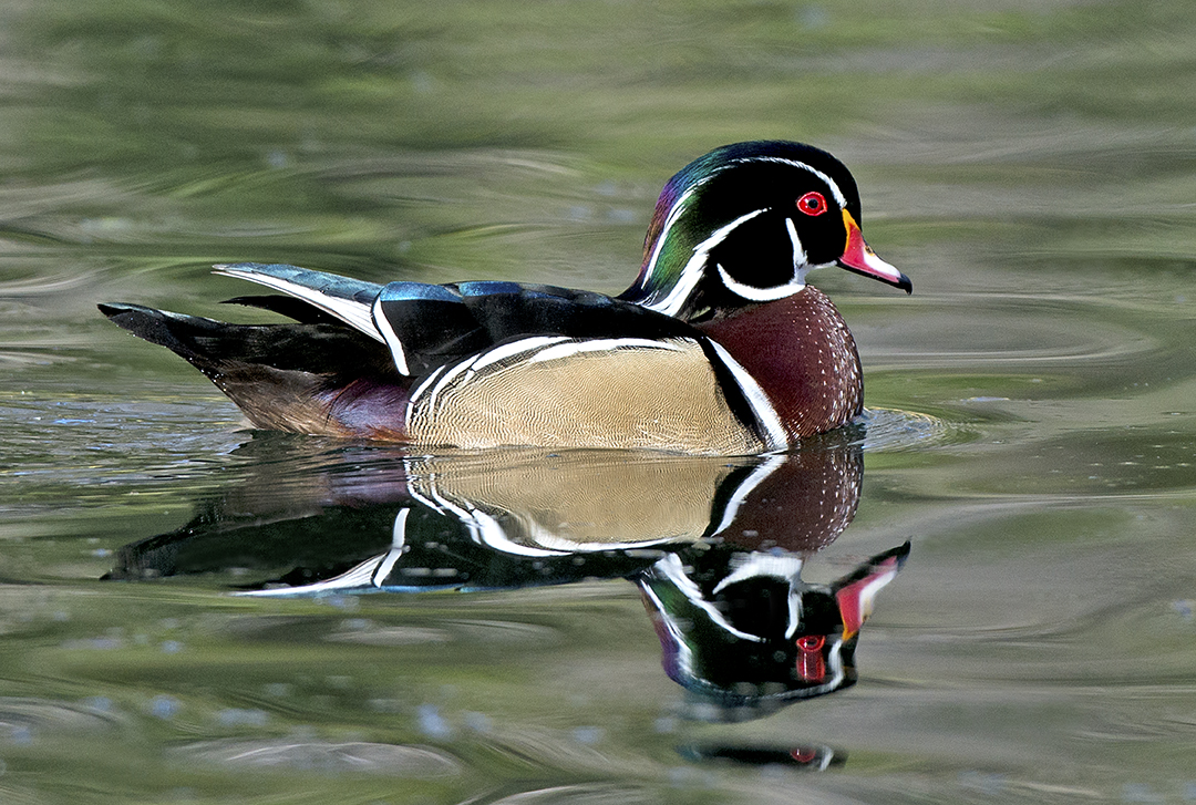 Wood Duck VI.jpg