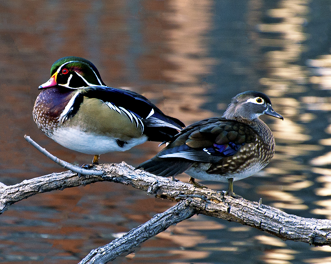 Wood ducks in a tree Lolo Mai Springs AZ.jpg