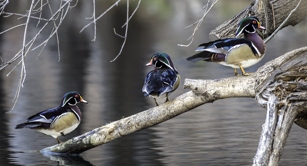 Wood ducks.jpg