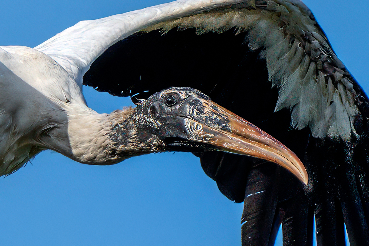 Wood stork headshot.jpg