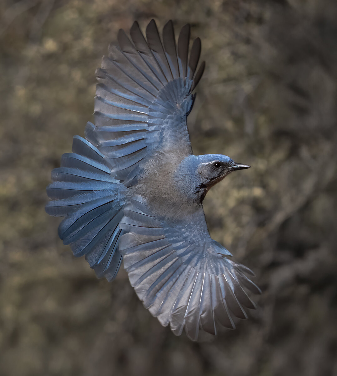 Woodhouse’s Scrub-Jay-03575-Edit.jpg