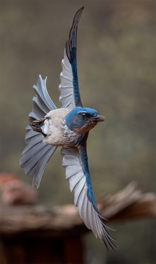 Woodhouse Scrub Jay 02568-Edit.jpg