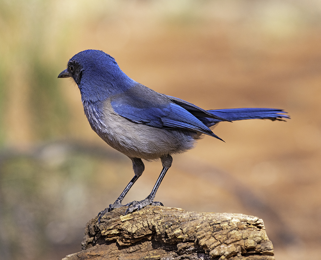 Woodhouse's Scrub Jay II.jpg