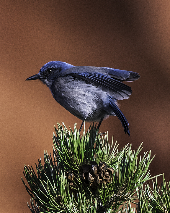 woodhouse's Scrub Jay.jpg