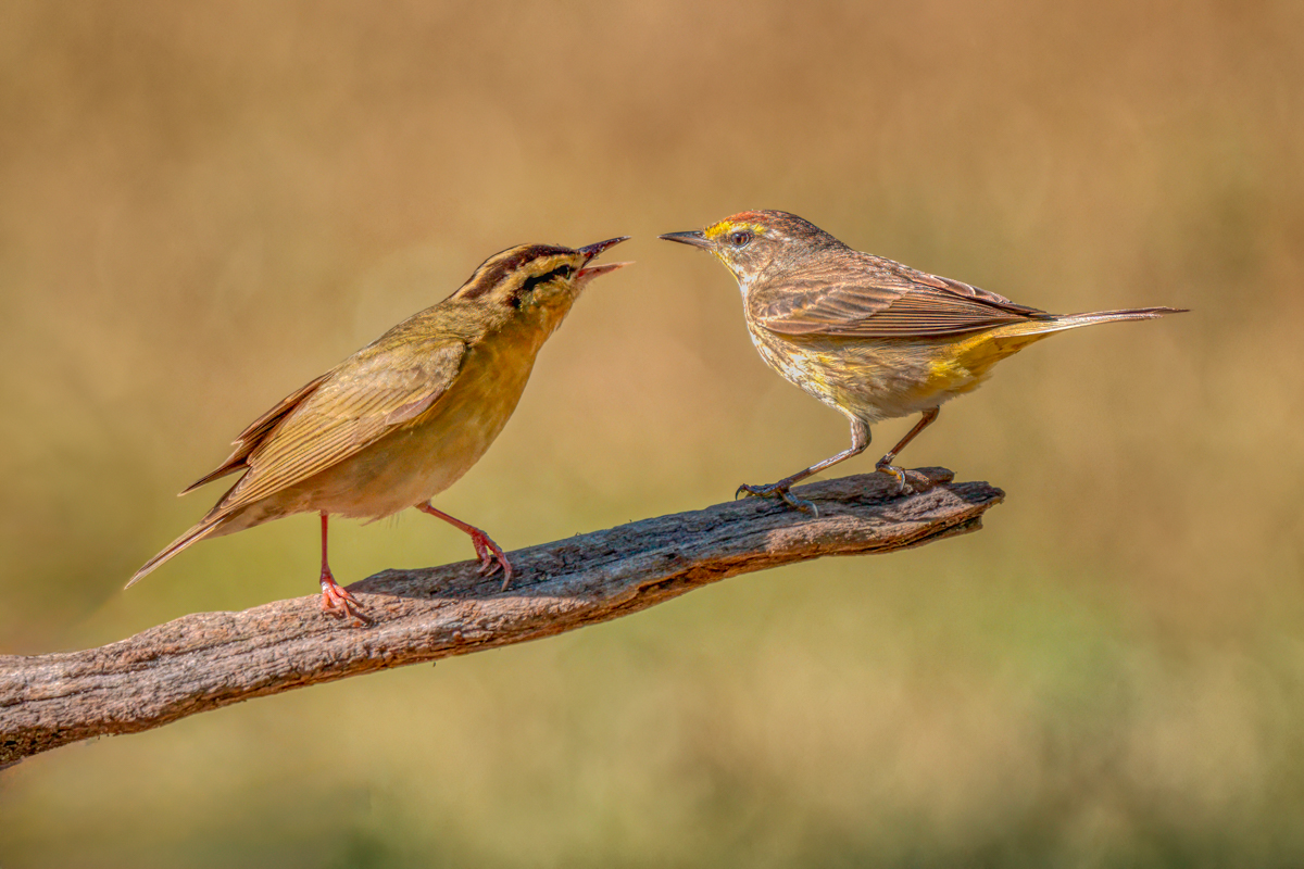 Worm-eating Warbler n Palm Warb;er08457-Edit.jpg