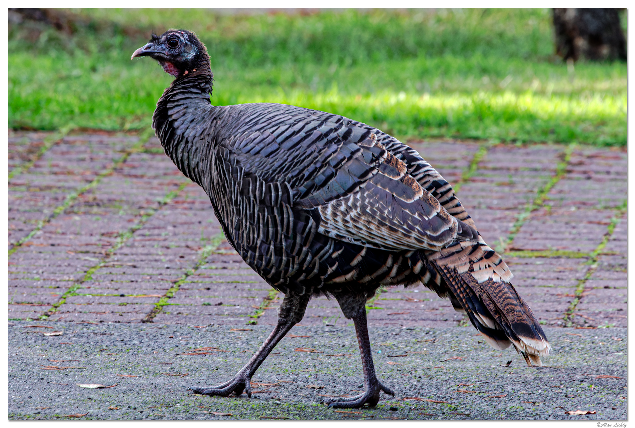 WW-BullardTurkey120418.jpg