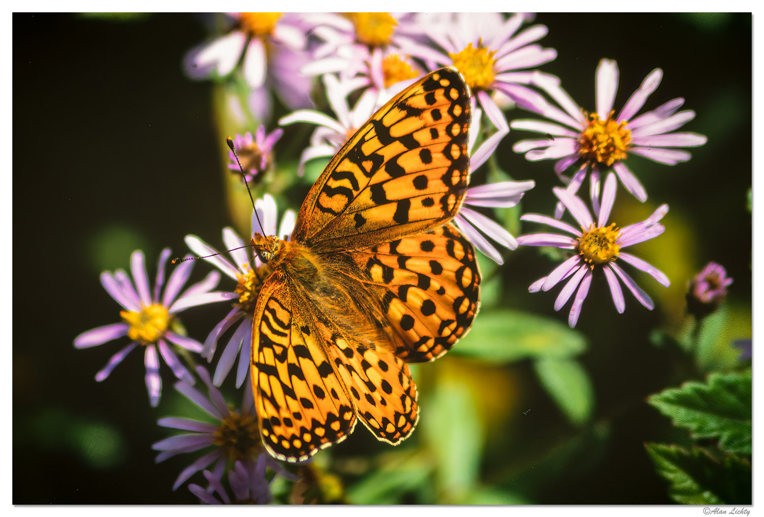 WW-Butterfly.jpg