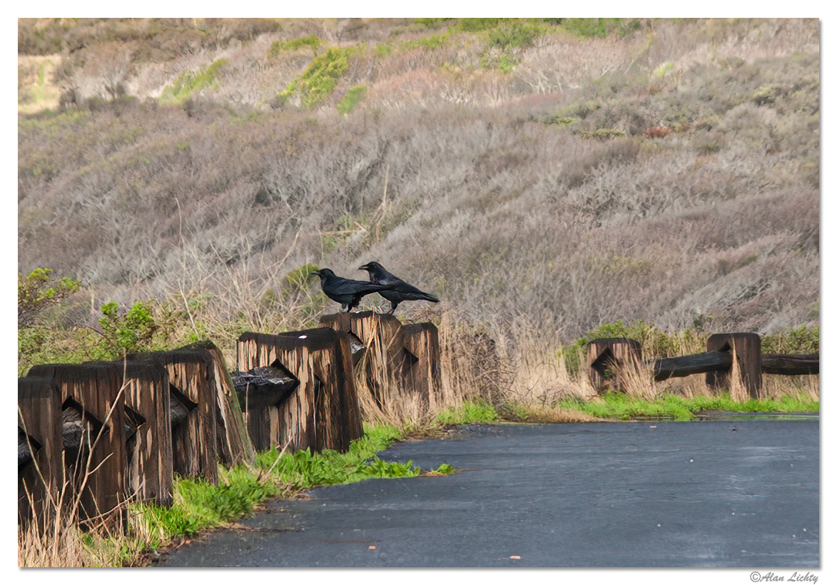 WW-CA1Crows.jpg