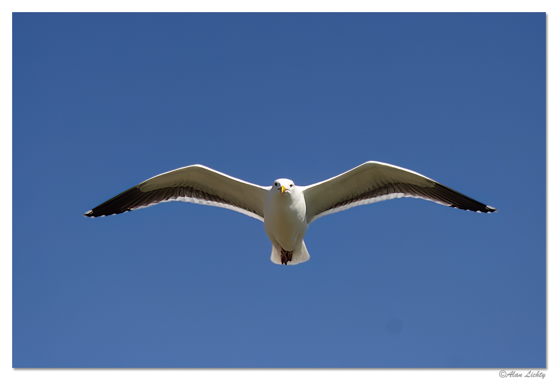 WW-MatureWesternGull.jpg