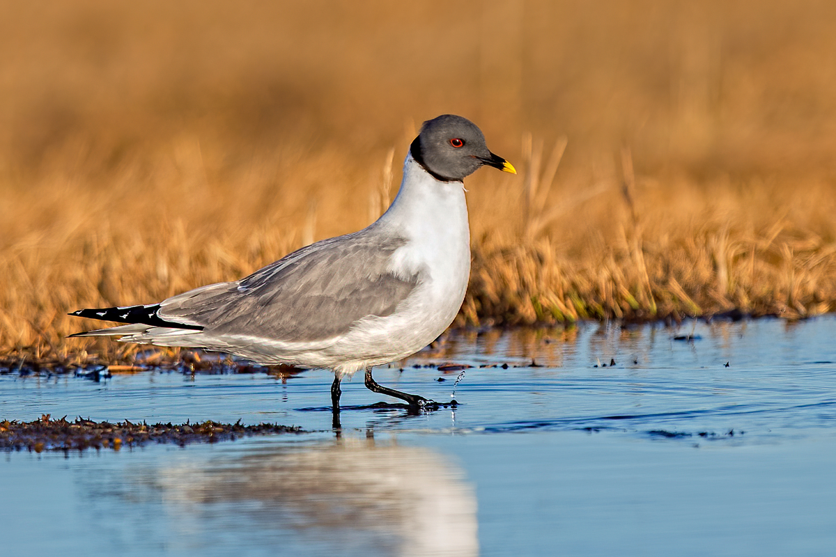 Xeme (Sabine's gull) 2.png