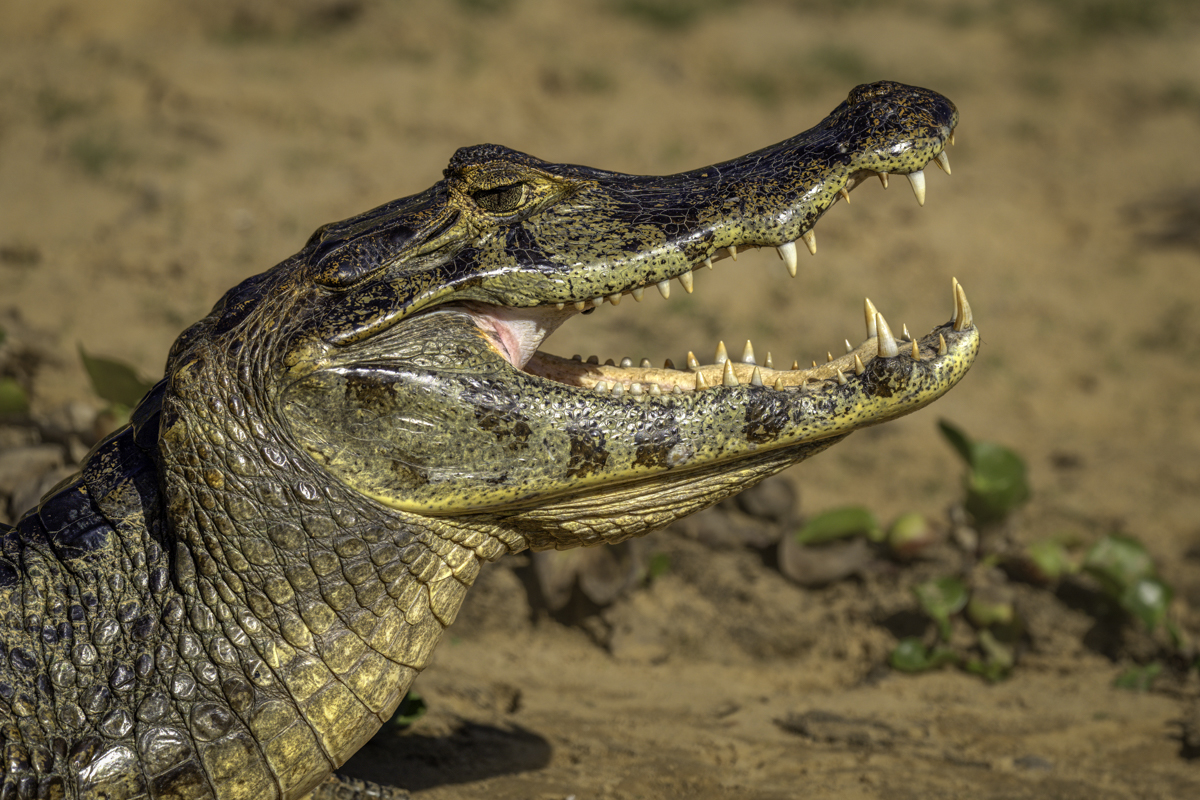 Yacare Caiman 01708-Edit.jpg